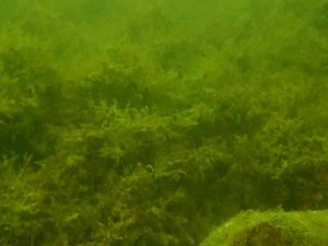 Marmara Denizi’nde Müsilaj Yok: Su Altı Kamerasına Yansıdı