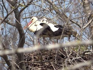 Baharın Müjdecisi Leylekler Geldi