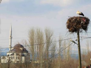 ’Baharın Müjdecisi’ Leylekler, Bingöl’deki Yuvalarına Dönmeye Başladı