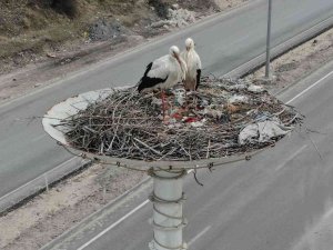 Baharın Habercisi Leylekler Leylek Oteli’ne Ulaştı