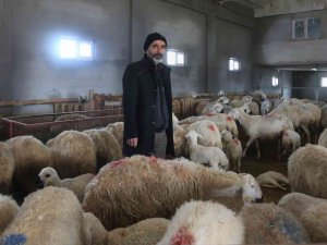 220 Koyunu Telef Oldu, Yem Firması Hakkında Suç Duyurusunda Bulundu
