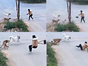 Köpeklerin Saldırdığı Genç Kızın Korku Dolu Anları Kamerada