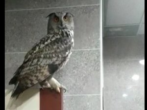 Kargaların Saldırdığı Baykuş Hakkari Valiliği’ne Sığındı