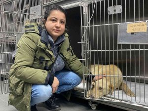 Hemşire Sahiplendiği Köpeğine Çarpan Aracın Peşini Bırakmadı, Sürücüden Şikayetçi Oldu