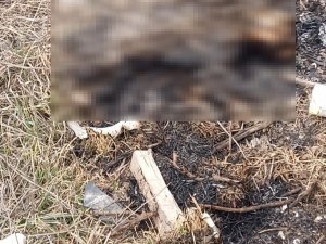 Eskişehir’de Yanmış Kedi Cesedi Bulundu