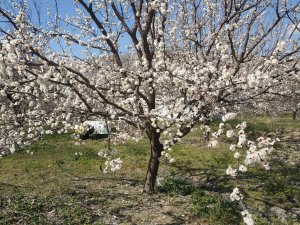 Elazığ’da Badem Ve Kayısı Ağaçları Çiçek Açtı