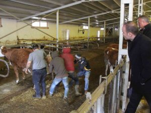 Projenin İlk Buzağıları Dünyaya Geldi, Kaymakam Doğuma Şahit Oldu