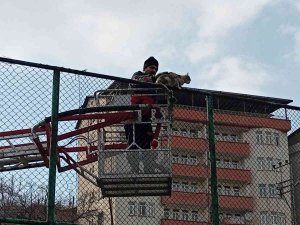 Tel Örgülerde Mahsur Kalan Kedi İçin Seferberlik