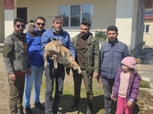 Köpeklerin Saldırısından Kaçan Yavru Yaban Keçisi Eve Sığındı