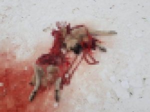 Şehre İnen Aç Kurtlar Bir Köpeği Parçaladı