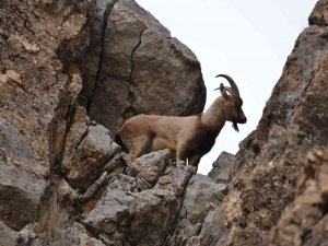 Tunceli’de Koruma Altında Bulunan Yaban Keçileri Görüntülendi