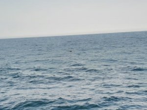 İ̇ğneada Açıklarında Bulunan Mayını Etkisiz Hale Getirmek İçin Çalışma Başlatıldı