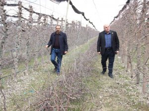 Mart Ayının Soğuk Geçmesi Elmada Don Riskini Azalttı