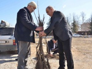 Elbistan’da Üreticilere 6 Bin 300 Adet Ceviz Fidanı Dağıtıldı
