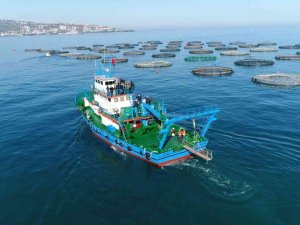 Trabzon’da Su Ürünleri Üreticileri Japonya İle Serbest Ticaret Anlaşması Yapılmasını İstiyor