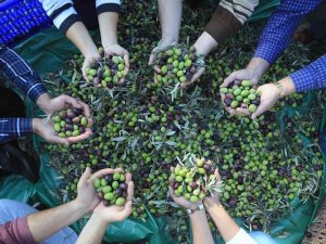 Muğla’daki Zeytin Verimsizliği Masaya Yatırıldı