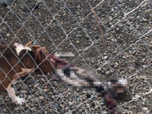 Çanakkale Belediye Barınağı’nda Aç Kalan Pitbulllar Birbirini Parçaladı