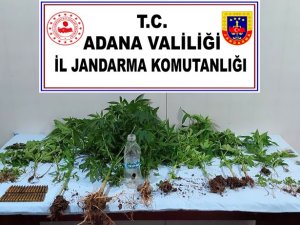 Evinde Kenevir Yetiştiren Şüpheli Gözaltına Alındı