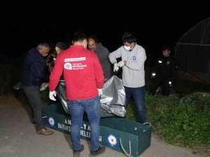 Antalya’da Yaşlı Adam Serada Ölü Bulundu, Ortağı Gözyaşlarını Tutamadı