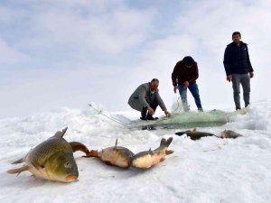 Erzincan’da Nisandan Haziran Ayının Sonuna Kadar Sazan Avı Yasaklandı