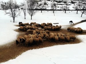 Uzayan Kış Günlerinde Besicilerin Zorlu Kuzu Mesaisi Sürüyor