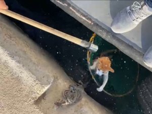Denize Düşen Kediyi Balıkçılar Kurtardı