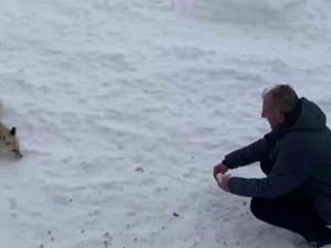 Karla Kaplı Arazide Aç Kalan Tilkileri Elleriyle Beslediler