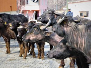 Cumhurbaşkanı Erdoğan Yoğurdunu Tavsiye Etmişti, Amasya Valiliği 35 Manda Dağıttı