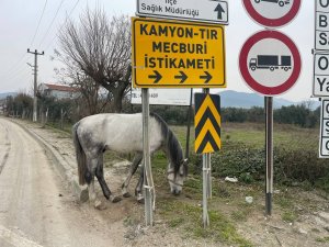 Yol Ortasında Ağaca Bağlı Atı Görenler Şoke Oldu