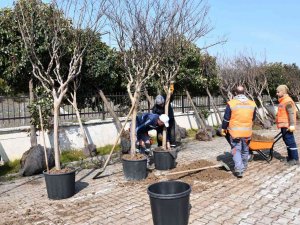 Altınova’da Sökülen Ağaçlara Bakım