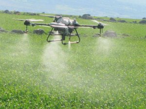 Araban’da Sarımsak Tarlaları Dronla İlaçlandı