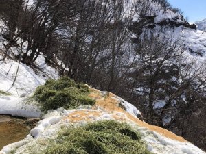 Tunceli’de Yaban Hayvanları İçin Doğaya Yem Bırakıldı