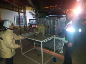 Mardin’de Yaralı Halde Bulunan Köpeğe İlk Müdahale ‘Haydi Timi’nden
