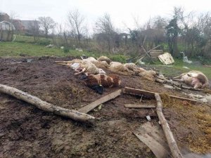 Hayvanlarını İlk Defa Meraya Çıkardı, 21 Koyunu Telef Oldu