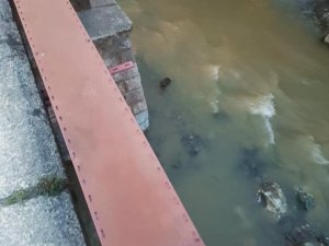 Nesli Tükenmek Üzere Olan Su Samurları Derede Görüntülendi