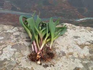 Ölümün Kıyısında Şifa Arıyorlar