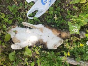 Bodrum’da 9 Hayvanın Zehirlenerek Öldürülmesiyle İlgili Soruşturma Başlatıldı