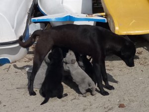 Erdek Kaymakamı Aksoy Köpek Katliamına Duyarsız Kalmadı