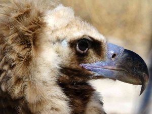 Nesli Tehdit Altında Olan Kara Akbaba Van’da Şifa Buldu