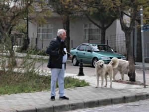 Mahra’nın Ölümüne Sebep Olan Köpekler Mahallede Korku Salmaya Devam Ediyor