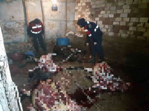 Eşek Kesip Piyasaya Sürmeye Çalışanlara Jandarmadan Suçüstü