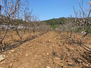 Türkiye’de Ceviz Üretimi De Tüketimi De Arttı