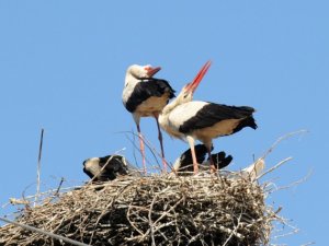Baharın Müjdecisi Leylekler Kargı’ya Gelmeye Başladı