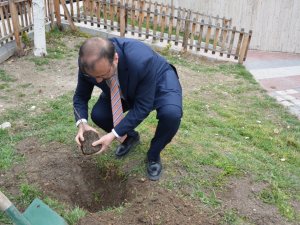 Asırlık İ̇nkaya Çınarı Fidan Ve Tohumları Emet’te Toprakla Buluştu