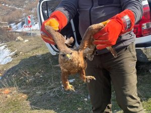 Tedavisi Tamamlanan Kızıl Şahin Doğaya Bırakıldı
