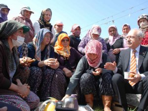 Kılıçdaroğlu Kadın Çiftçilerle Bağda Buluştu