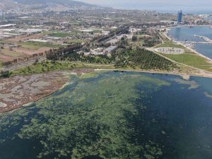 Deniz Marulu İ̇zmir’de Yeniden Görüldü