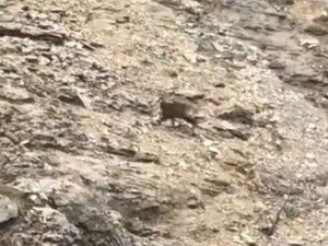 Tunceli’de Çengel Boynuzlu Dağ Keçileri Görüntülendi