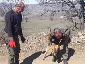 Tedavisi Yapılan Yavru Yaban Keçisi Doğaya Bırakıldı