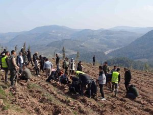 "Geleceğe Nefes” Olacak Fidanlar Dikilmeye Devam Ediyor